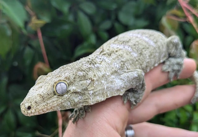 Unknown Locality Leachianus Gecko Female 44 grams