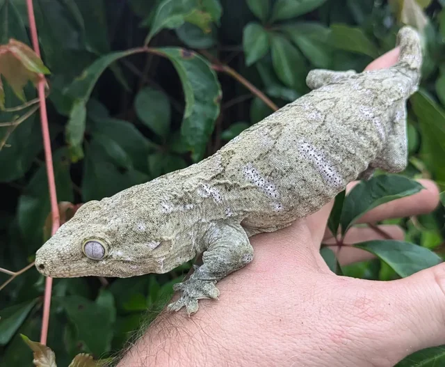 Unknown Locality Leachianus Gecko Female 44 grams
