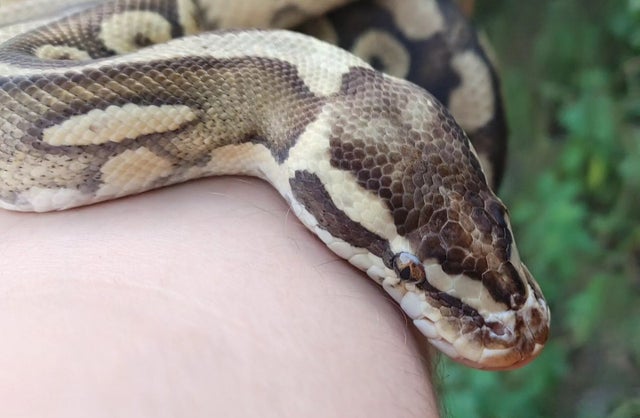 Super Pastel Ball Python Female 2724g