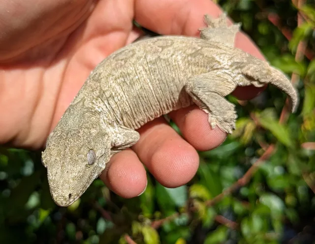Nuu Ami x Nuu Ana Leachianus Gecko Probable Female 18 grams