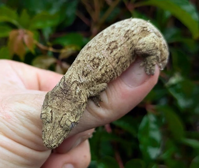 Nuu Ami Leachianus Gecko 10 grams Probable Female #69