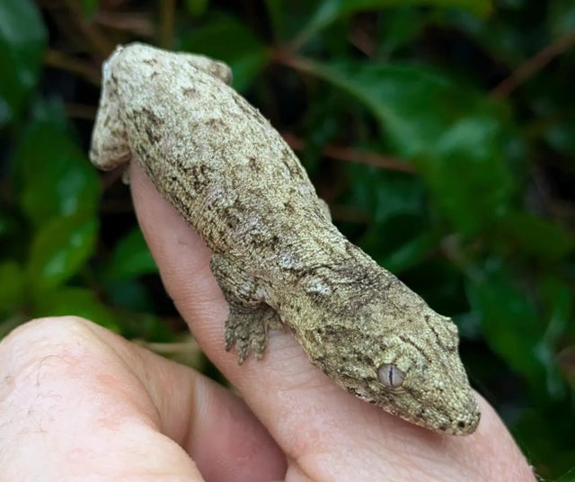 Nuu Ami Leachianus Gecko 10 grams Probable Female #69