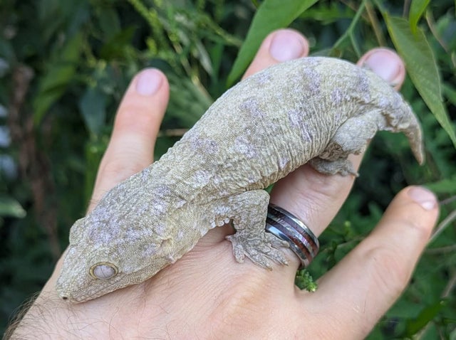 Nuu Ami Leachianus Gecko 32 grams #46 Female