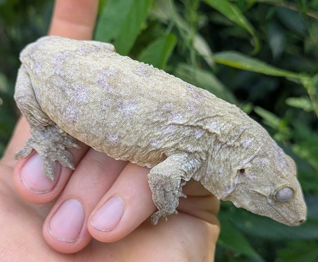 Nuu Ami Leachianus Gecko 32 grams #46 Female