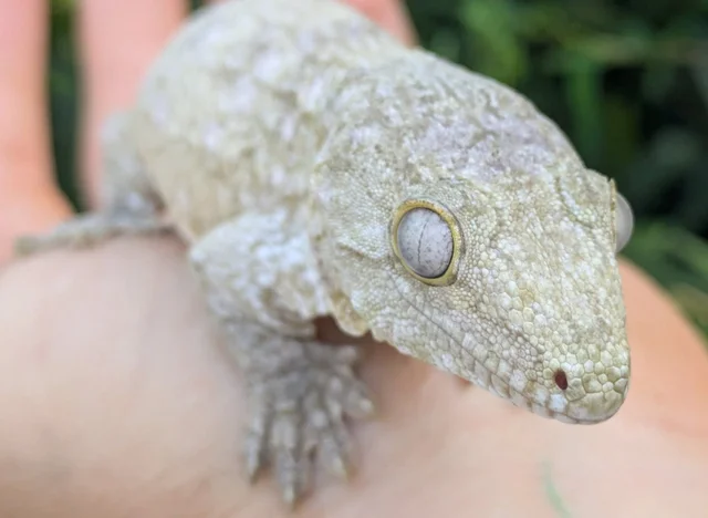 Nuu Ami Leachianus Gecko 32 grams #46 Female