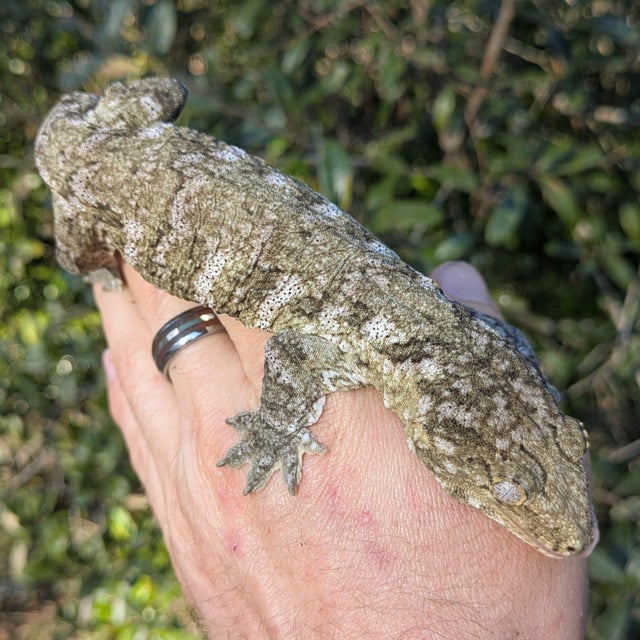 Nuu Ami Leachianus Gecko Male 67 grams