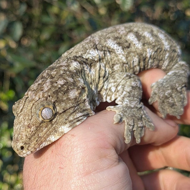 Nuu Ami Leachianus Gecko Male 67 grams