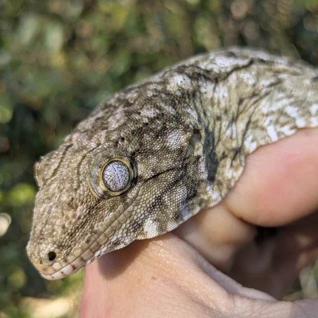 Nuu Ami Leachianus Gecko Male 67 grams