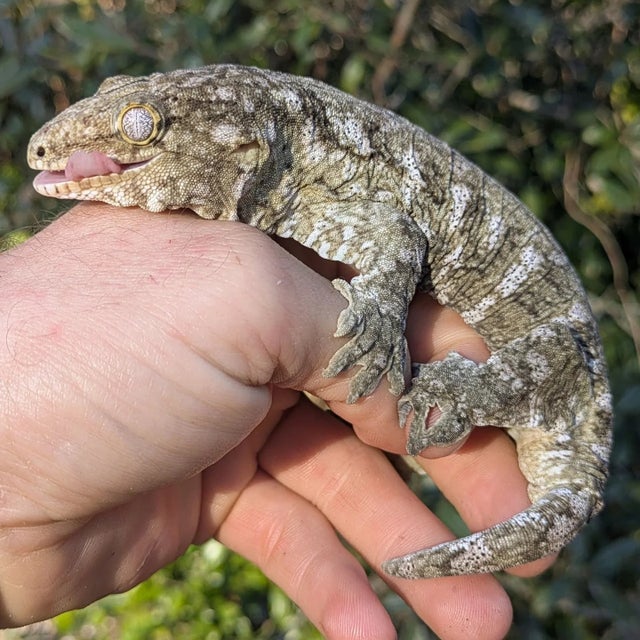 Nuu Ami Leachianus Gecko Male 67 grams