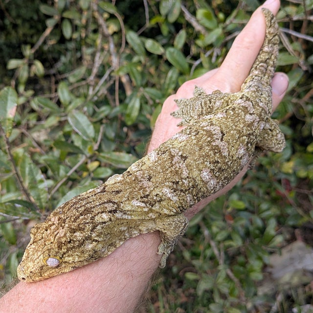 Nuu Ami X GT Cross Leachianus Gecko Female 174 grams
