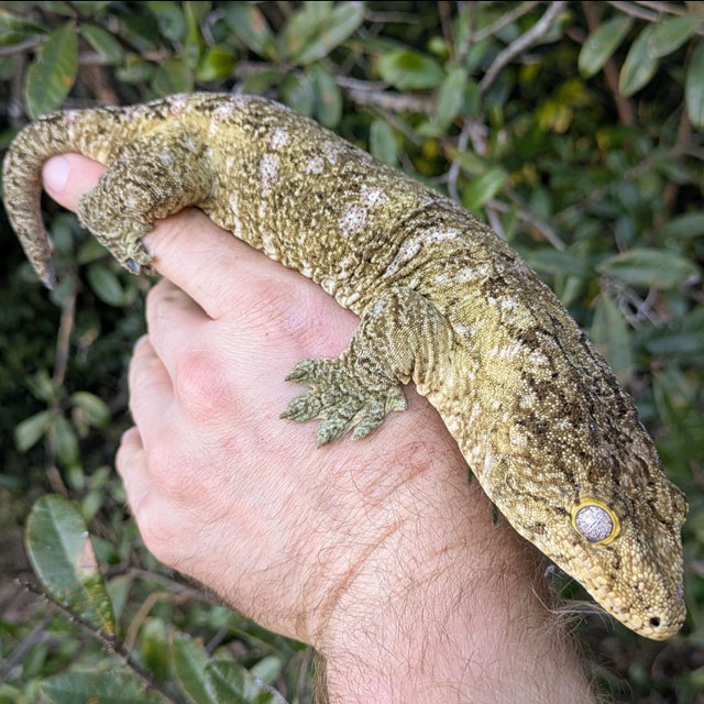 Nuu Ami X GT Cross Leachianus Gecko Female 174 grams