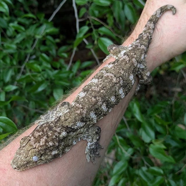 Nuu Ami Leachianus Gecko 75 grams Male