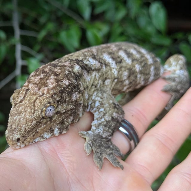 Nuu Ami Leachianus Gecko 75 grams Male
