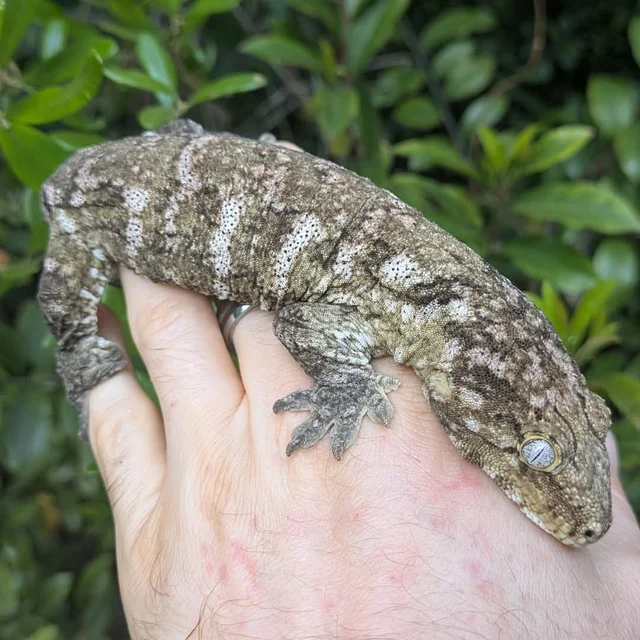 Nuu Ami Leachianus Gecko 75 grams Male