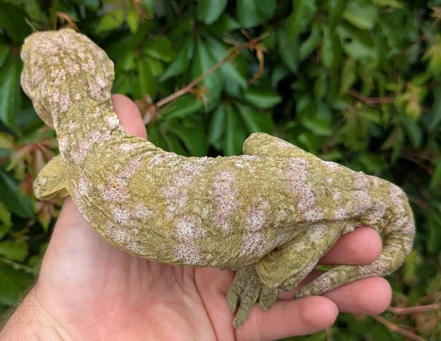 High Pink Leachianus Gecko 187 grams Male
