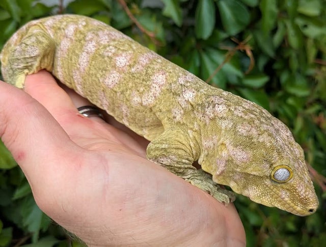High Pink Leachianus Gecko 187 grams Male