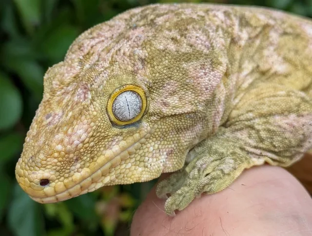 High Pink Leachianus Gecko 187 grams Male