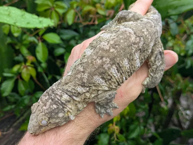 Pure Nuu Ami Leachianus Gecko Male 157 grams
