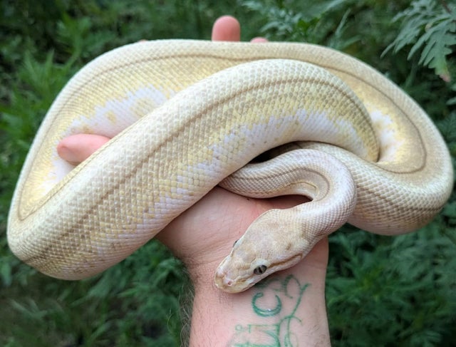 Trojan Butter Spider Pinstripe Ball Python Female 910g