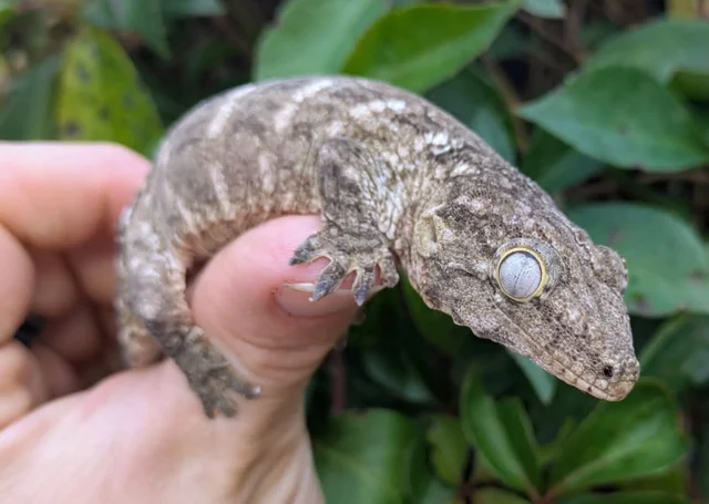 GTx Nuu Ami x Ana Leachianus Gecko Male 24 grams #21
