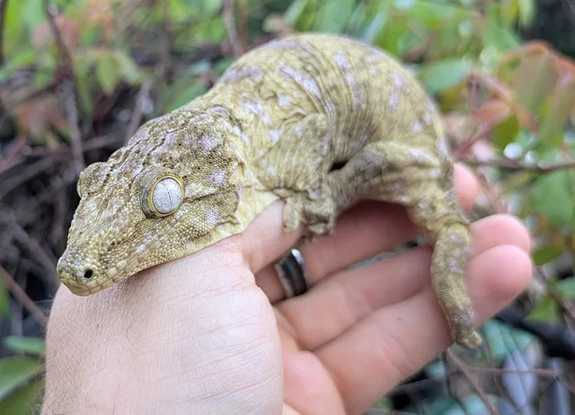 Grand Terre X Leachianus Gecko Female 53g