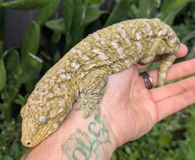 Nuu Ami Leachianus Gecko Male 172g