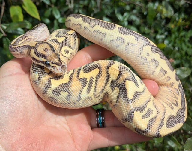 Enchi Leopard Highway Ball Python Female 273g