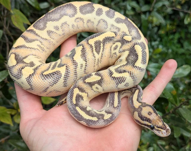 Enchi Leopard Highway Ball Python Female 273g