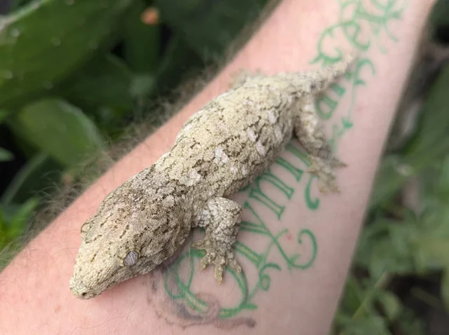 Bayonnaise X Moro Leachianus Gecko 25g Male N80