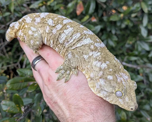 GT x Nuu Ana x Nuu Ami Leachianus Gecko 174g Female B1