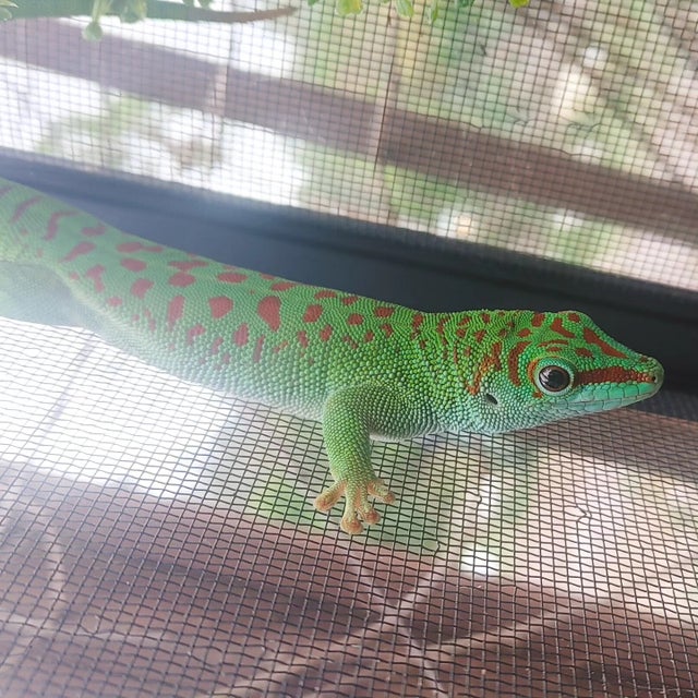 High Red Giant Day Gecko Male ~7 inches