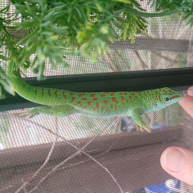High Red Giant Day Gecko Male ~7 inches