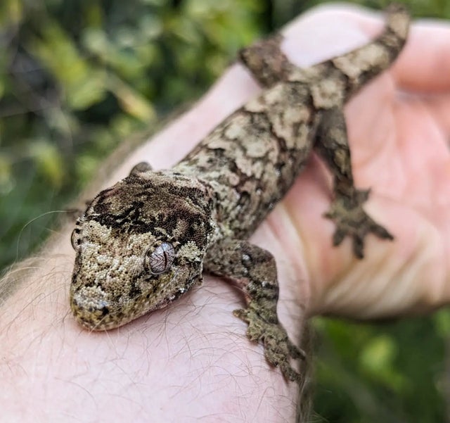 Green base Mainland Chahouha Female 36g