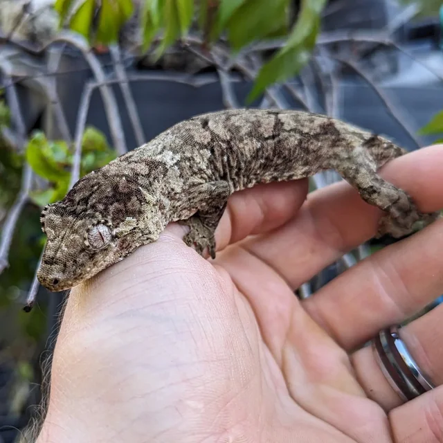 Green Base Mainland Chahouha Female 24g