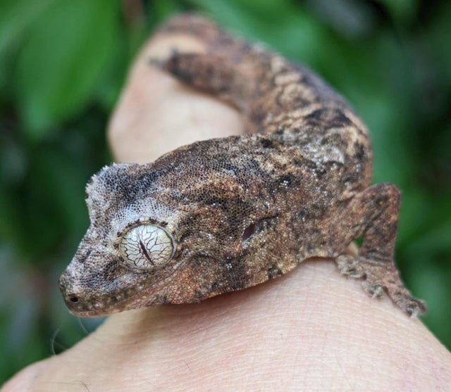 Mainland Chahouha Gecko 8g