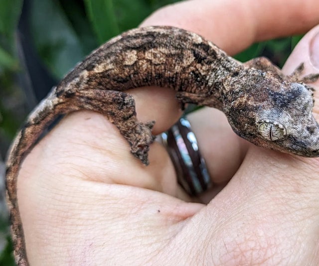 Mainland Chahouha Gecko 8g