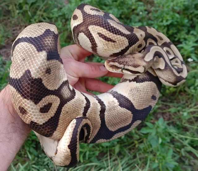 Pastel Ball Python Female 2545g