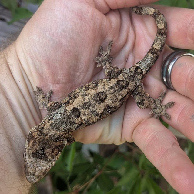 Pine Island Chahouha Gecko 17g #376 Probable Female