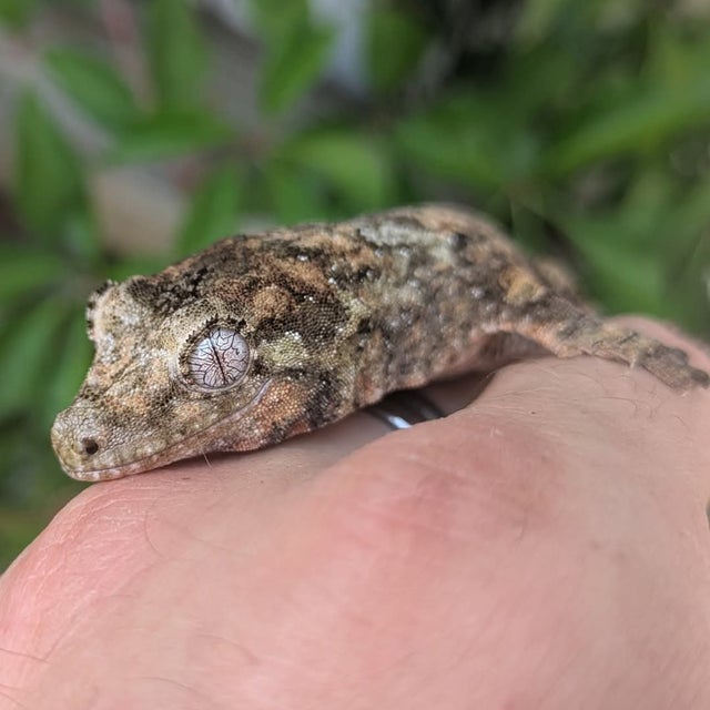 Pine Island Chahouha Gecko 17g #376 Probable Female
