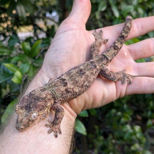 Pine Island Chahouha Gecko Male 49g