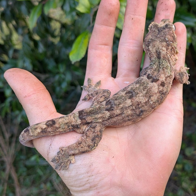 Pine Island Chahouha Gecko Male 49g