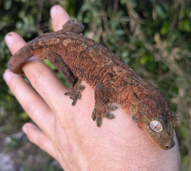 High Red Mainland Chahouha Gecko Male 44g