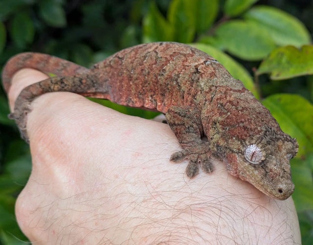 High Red Mainand Chahoua Gecko 33 grams Female #74