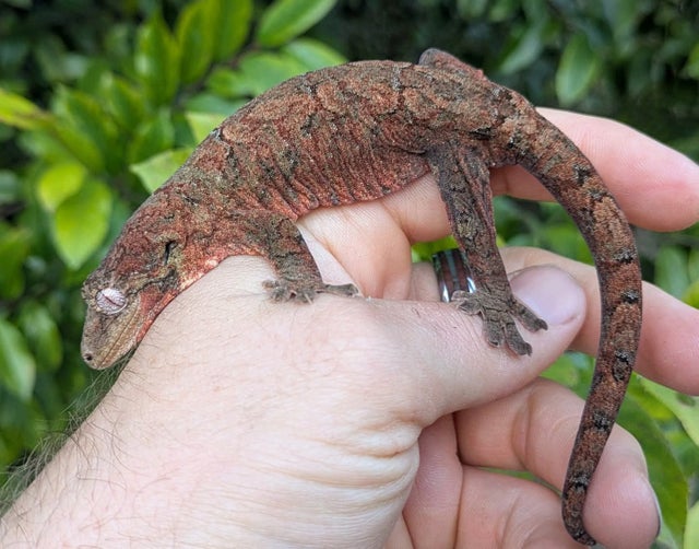 High Red Mainand Chahoua Gecko 33 grams Female #74