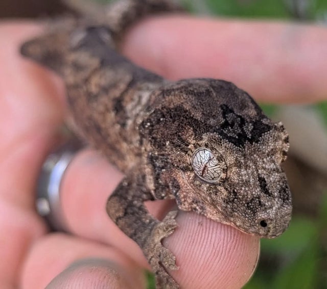 Pine Island Chahoua Gecko 14 grams #443