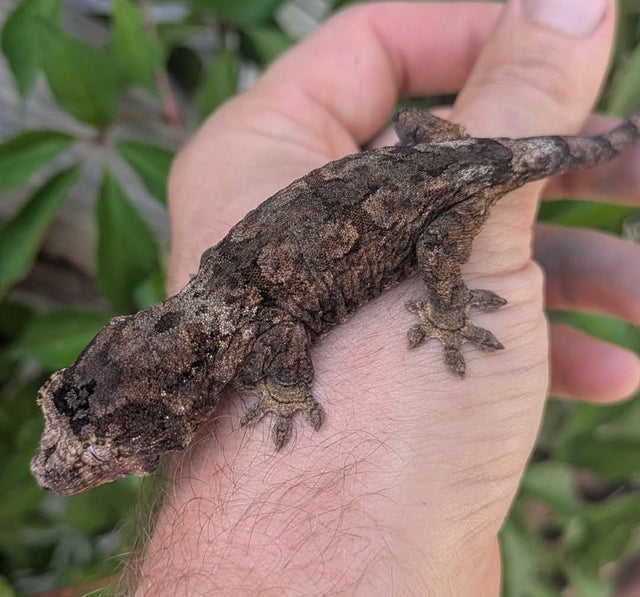 Pine Island Chahoua Gecko 14 grams #443