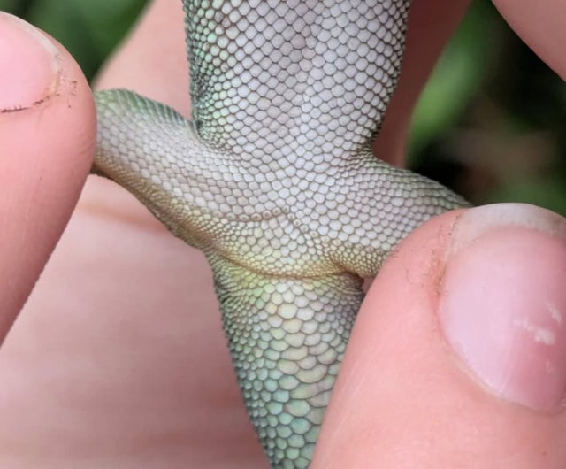 Madagascar Giant Day Gecko ~5 inch Juvenile