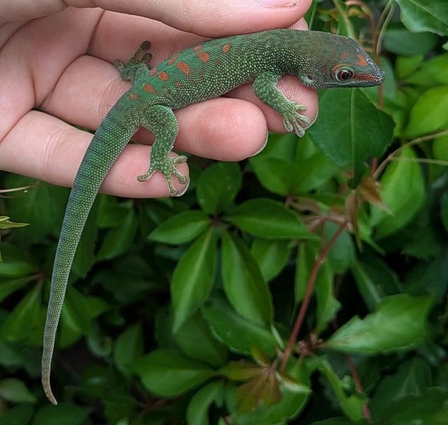 Madagascar Giant Day Gecko ~5 inch Juvenile