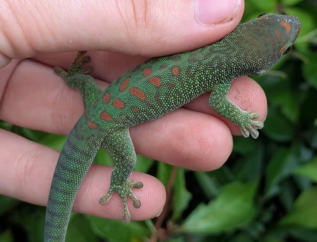 Madagascar Giant Day Gecko ~5 inch Juvenile