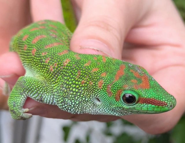 Madagascar Giant Day Gecko ~7 inch Subadult Female